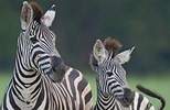 Safari reizen