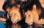 Fly drive Afrika