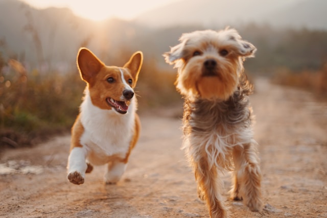Wandelen met je viervoeter: De mooiste routes voor hond en baasje