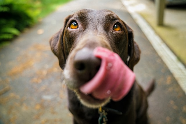 wandelvakantie hond